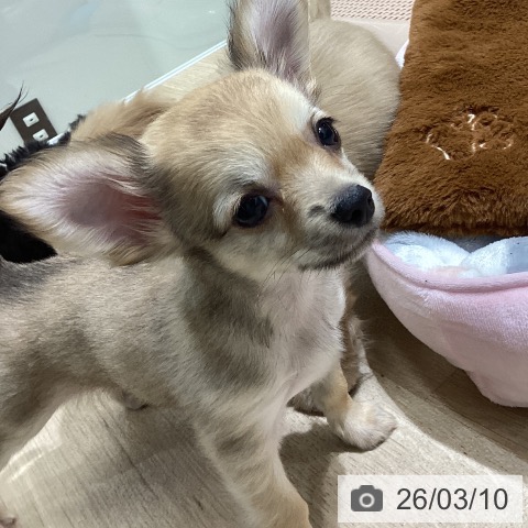 宮城県のチワワ(ロング) (ペットプラス 名取店/2025年12月25日生まれ/男の子/フォーンホワイト)の子犬の3枚目の画像