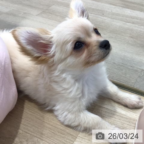 東京都のチワワ(ロング) (ペットプラス 日の出店/2026年1月5日生まれ/男の子/クリーム)の子犬の4枚目の画像