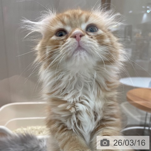 埼玉県のアメリカンカール (ペットプラス ららぽーと富士見店/2026年1月5日生まれ/男の子/レッドタビーホワイト)の子猫の4枚目の画像