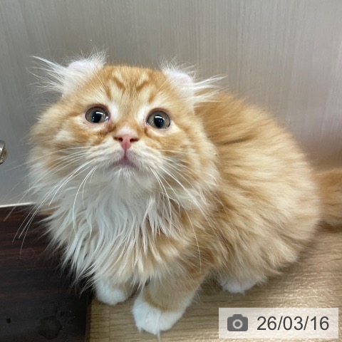 埼玉県のアメリカンカール (ペットプラス ららぽーと富士見店/2026年1月5日生まれ/男の子/レッドタビーホワイト)の子猫の3枚目の画像