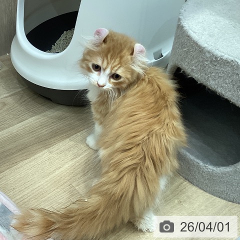 埼玉県のアメリカンカール (ペットプラス 与野店/2026年1月5日生まれ/男の子/レッドタビーホワイト)の子猫の4枚目の画像