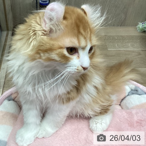 埼玉県のアメリカンカール (ペットプラス 与野店/2026年1月5日生まれ/男の子/レッドタビーホワイト)の子猫の3枚目の画像