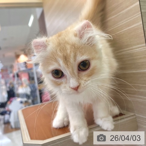 アメリカンカールの写真