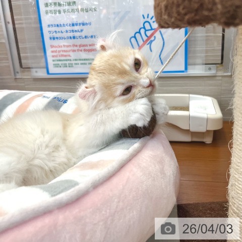 アメリカンカールの写真