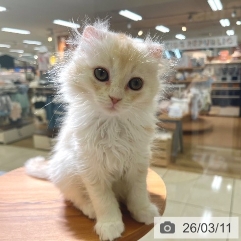 東京都のアメリカンカール (ペットプラス 板橋店/2026年1月5日生まれ/男の子/クリームホワイト)の子猫の4枚目の画像