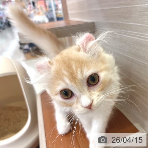 東京都のアメリカンカール (ペットプラス 板橋店/2026年1月5日生まれ/男の子/クリームホワイト)の子猫の4枚目の画像