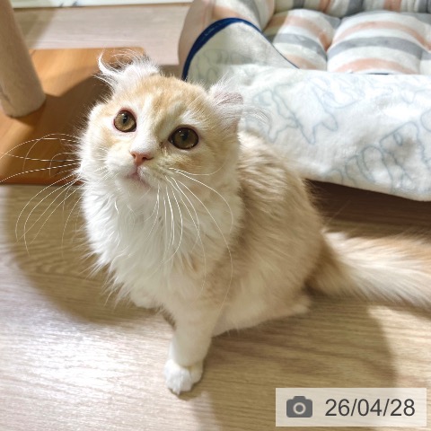 東京都のアメリカンカール (ペットプラス 板橋店/2026年1月5日生まれ/男の子/クリームホワイト)の子猫の4枚目の画像