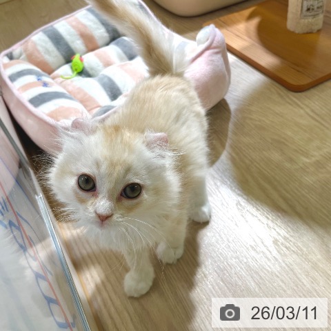 東京都のアメリカンカール (ペットプラス 板橋店/2026年1月5日生まれ/男の子/クリームホワイト)の子猫の3枚目の画像