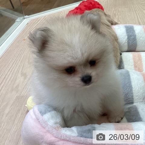 千葉県のポメラニアン (ペットプラス 幕張新都心店/2026年1月5日生まれ/男の子/パーティーカラー)の子犬の3枚目の画像