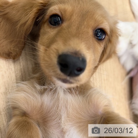 神奈川県のミニチュアダックスフンド(ロング) (ペットプラス 武蔵小杉店/2026年1月2日生まれ/男の子/ゴールド)の子犬の4枚目の画像