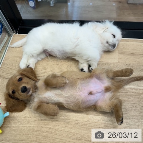 神奈川県のミニチュアダックスフンド(ロング) (ペットプラス 武蔵小杉店/2026年1月2日生まれ/男の子/ゴールド)の子犬の3枚目の画像