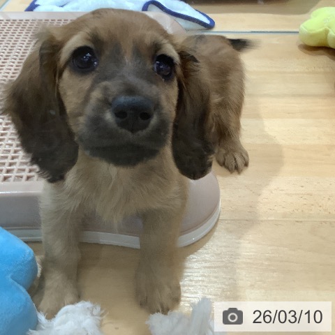 ミニチュア・ダックスフンドの写真