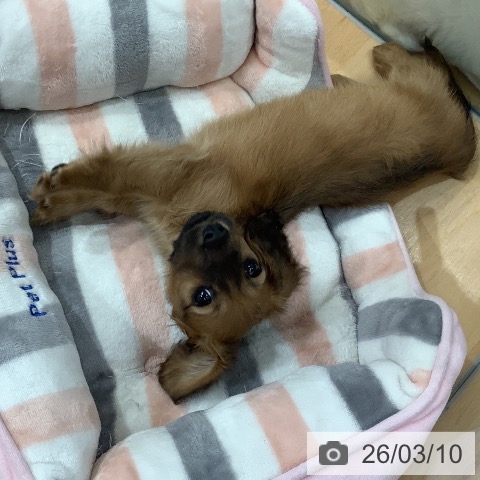 ミニチュア・ダックスフンドの写真