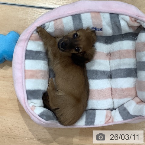 埼玉県のミニチュアダックスフンド(ロング) (ペットプラス 羽生店/2026年1月2日生まれ/女の子/レッド)の子犬の4枚目の画像