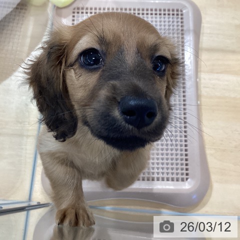 埼玉県のミニチュアダックスフンド(ロング) (ペットプラス 羽生店/2026年1月2日生まれ/女の子/レッド)の子犬の3枚目の画像