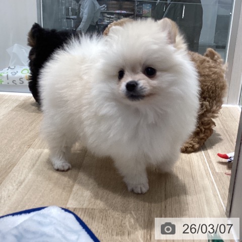 ポメラニアンの写真