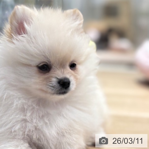 千葉県のポメラニアン (ペットプラス 木更津店/2026年1月4日生まれ/女の子/クリーム)の子犬の4枚目の画像