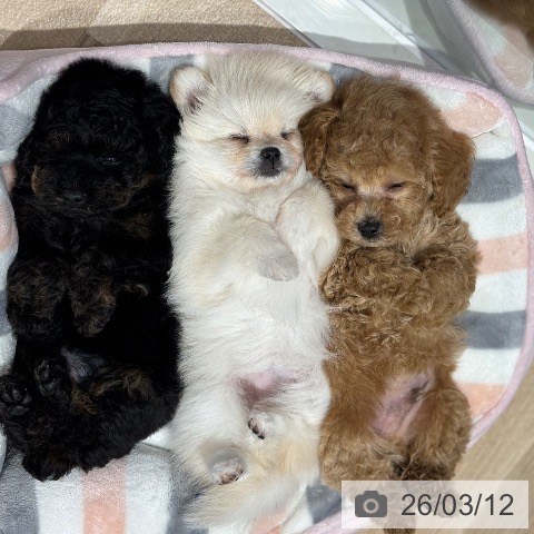 千葉県のポメラニアン (ペットプラス 木更津店/2026年1月4日生まれ/女の子/クリーム)の子犬の3枚目の画像