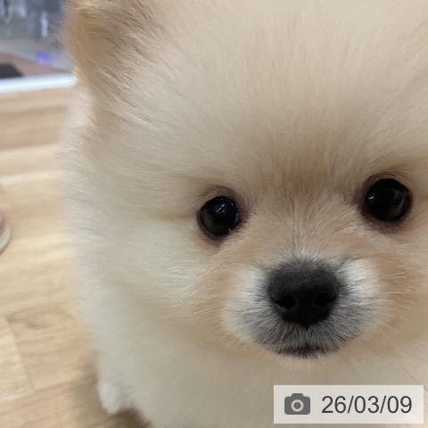 群馬県のポメラニアン (ペットプラス 前橋店/2026年1月4日生まれ/男の子/クリーム)の子犬の4枚目の画像