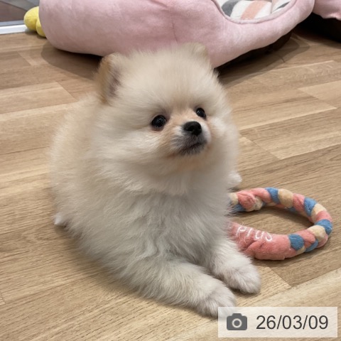 群馬県のポメラニアン (ペットプラス 前橋店/2026年1月4日生まれ/男の子/クリーム)の子犬の3枚目の画像
