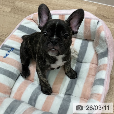 神奈川県のフレンチブルドッグ (ペットプラス 天王町店/2026年1月5日生まれ/男の子/ブリンドルホワイト)の子犬の3枚目の画像
