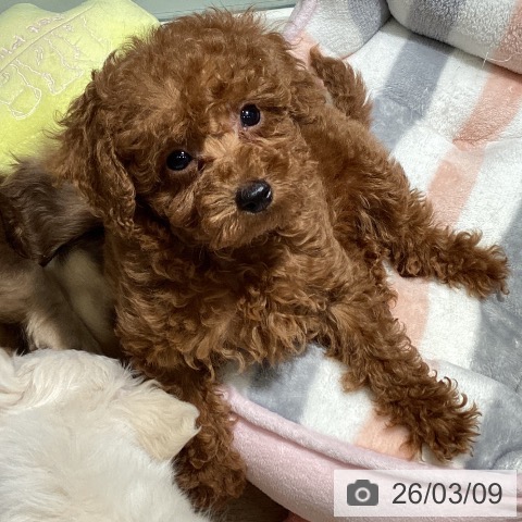 トイ・プードルの写真