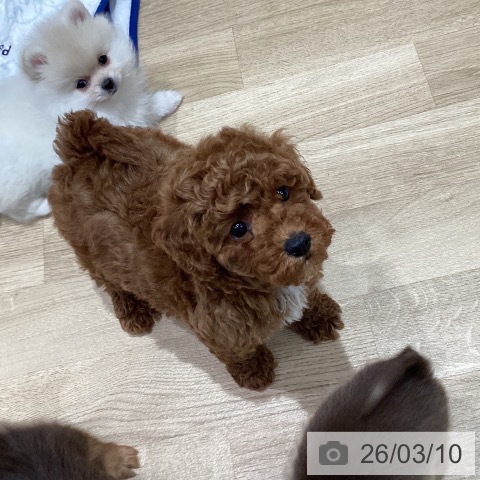 トイ・プードルの写真