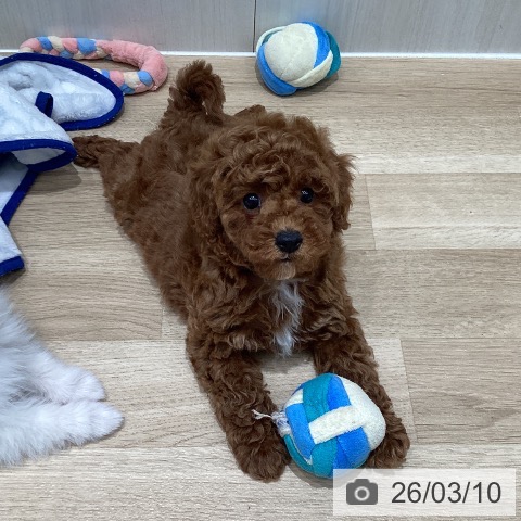 トイ・プードルの写真