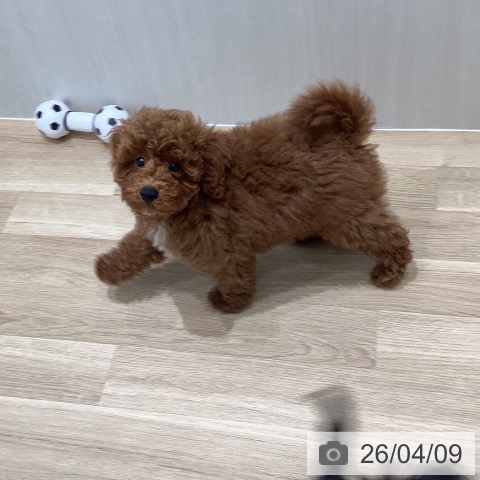 宮城県のトイプードル(トイ) (ペットプラス 仙台泉大沢店/2026年1月5日生まれ/男の子/レッド)の子犬の3枚目の画像