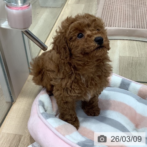 トイ・プードルの写真