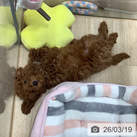 東京都のトイプードル(トイ) (ペットプラス 日の出店/2026年1月5日生まれ/男の子/レッド)の子犬の3枚目の画像