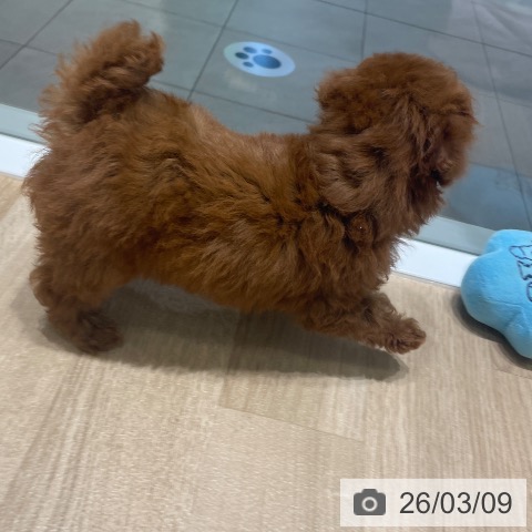 トイ・プードルの写真