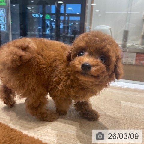 トイ・プードルの写真