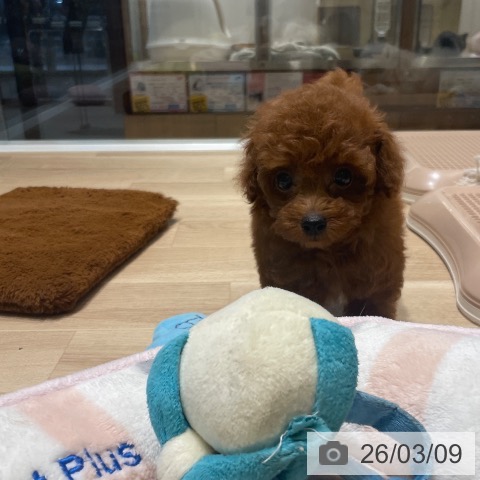 トイ・プードルの写真