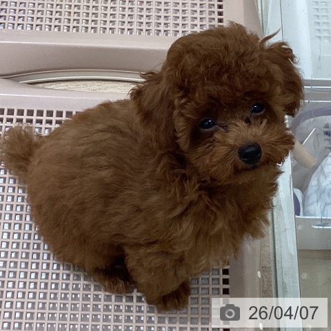 長野県のトイプードル(トイ) (ペットプラス 須坂店/2026年1月7日生まれ/男の子/レッド)の子犬の4枚目の画像