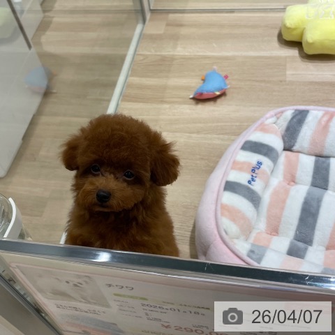 長野県のトイプードル(トイ) (ペットプラス 須坂店/2026年1月7日生まれ/男の子/レッド)の子犬の4枚目の画像