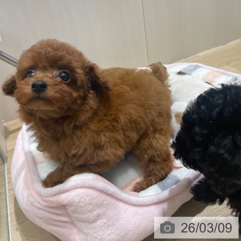 トイ・プードルの写真