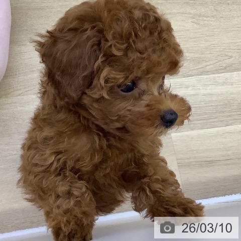 山梨県のトイプードル(トイ) (ペットプラス 甲府昭和店/2026年1月7日生まれ/男の子/レッド)の子犬の4枚目の画像