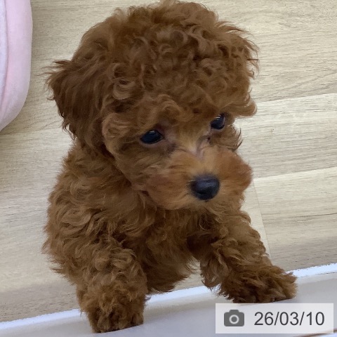 山梨県のトイプードル(トイ) (ペットプラス 甲府昭和店/2026年1月7日生まれ/男の子/レッド)の子犬の3枚目の画像