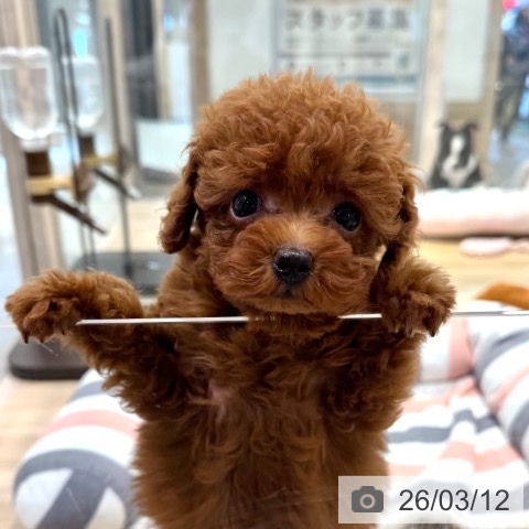 トイ・プードルの写真