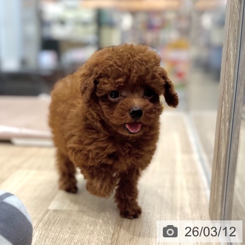 トイ・プードルの写真