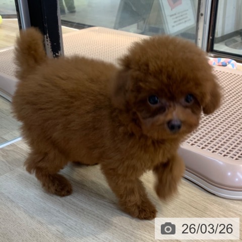 神奈川県のトイプードル(トイ) (ペットプラス 川崎ルフロン店/2026年1月7日生まれ/男の子/レッド)の子犬の4枚目の画像