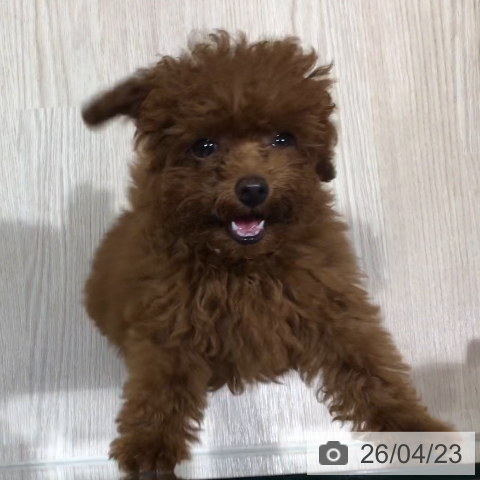 神奈川県のトイプードル(トイ) (ペットプラス 川崎ルフロン店/2026年1月7日生まれ/男の子/レッド)の子犬の4枚目の画像