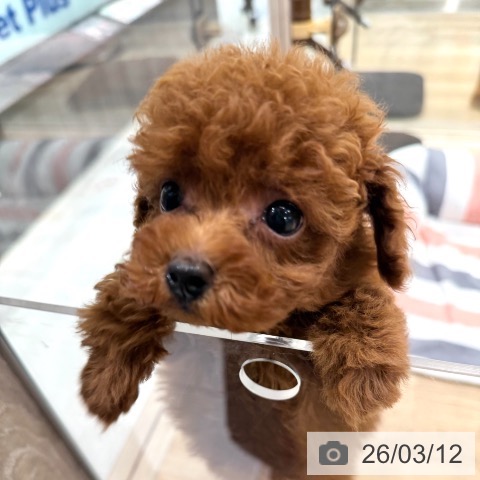 トイ・プードルの写真