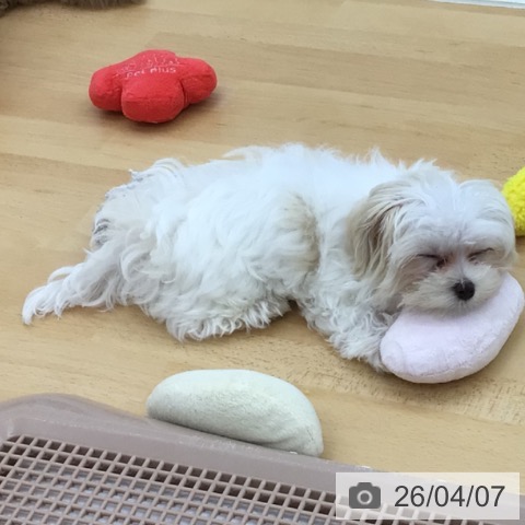 青森県のマルチーズ (ペットプラス 青森浜田店/2026年1月6日生まれ/男の子/ホワイト)の子犬の4枚目の画像