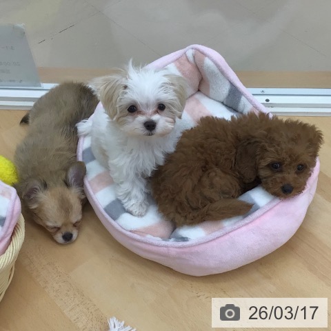 青森県のマルチーズ (ペットプラス 青森浜田店/2026年1月6日生まれ/男の子/ホワイト)の子犬の4枚目の画像