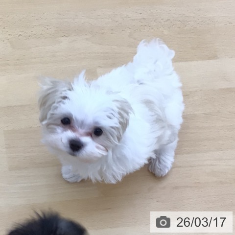 青森県のマルチーズ (ペットプラス 青森浜田店/2026年1月6日生まれ/男の子/ホワイト)の子犬の3枚目の画像