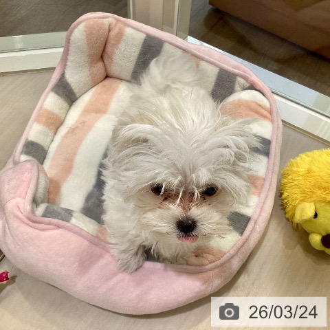 埼玉県のマルチーズ (ペットプラス クレアモール川越店/2026年1月6日生まれ/女の子/ホワイト)の子犬の4枚目の画像