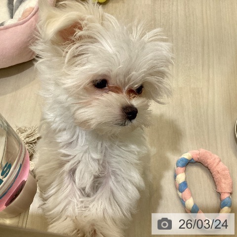 埼玉県のマルチーズ (ペットプラス クレアモール川越店/2026年1月6日生まれ/女の子/ホワイト)の子犬の3枚目の画像