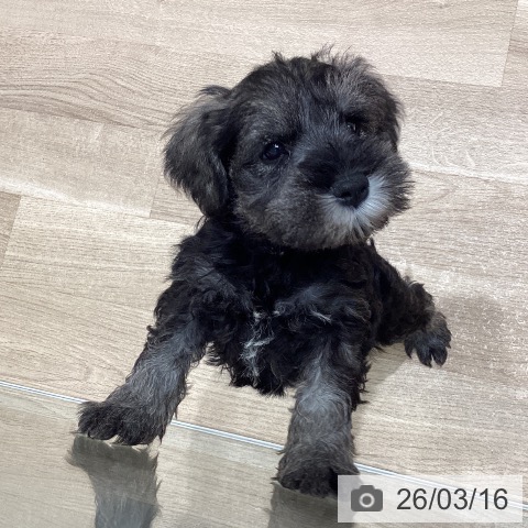 宮城県のミニチュアシュナウザー (ペットプラス 名取店/2026年1月7日生まれ/男の子/ソルトペッパー)の子犬の4枚目の画像